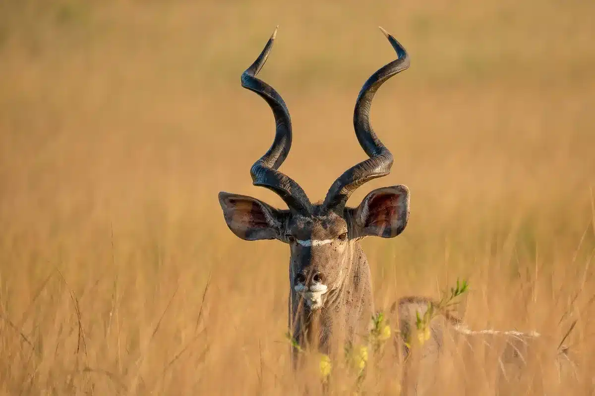 Animales salvajes en su hábitat natural durante un safari en la sabana africana