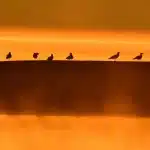 Veteranos en silueta junto a un acantilado mirando un islote en el horizonte